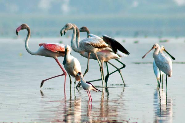 Nandur Madhyameshwar Bird Sanctuary